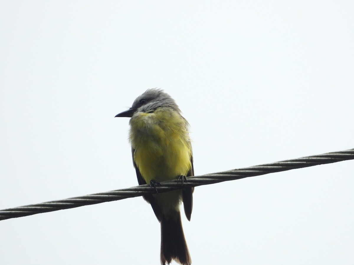 Tropical Kingbird - Jose Fernando Sanchez O.