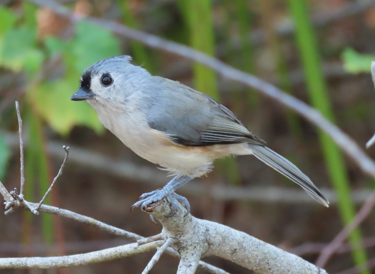 Tufted Titmouse - ML624053648