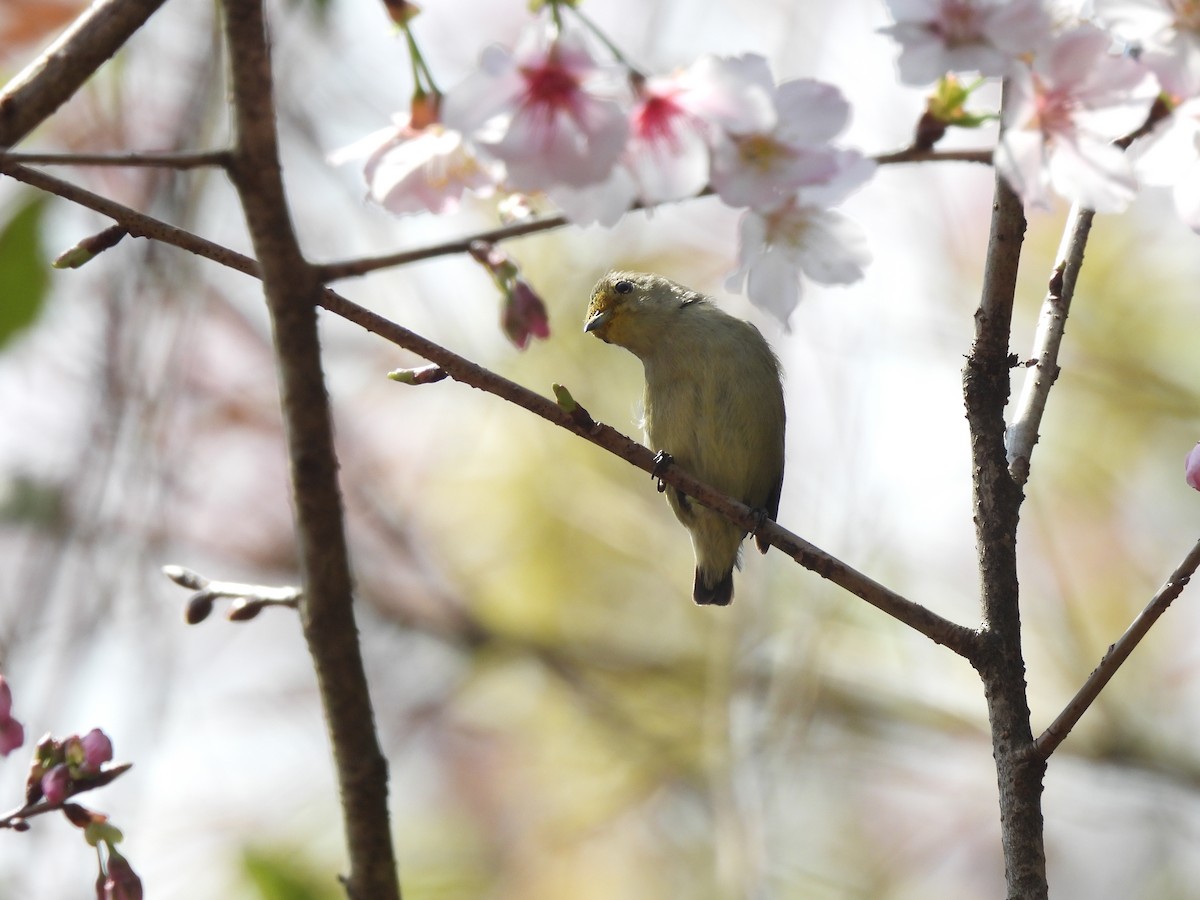 Plain Flowerpecker - ML624053650