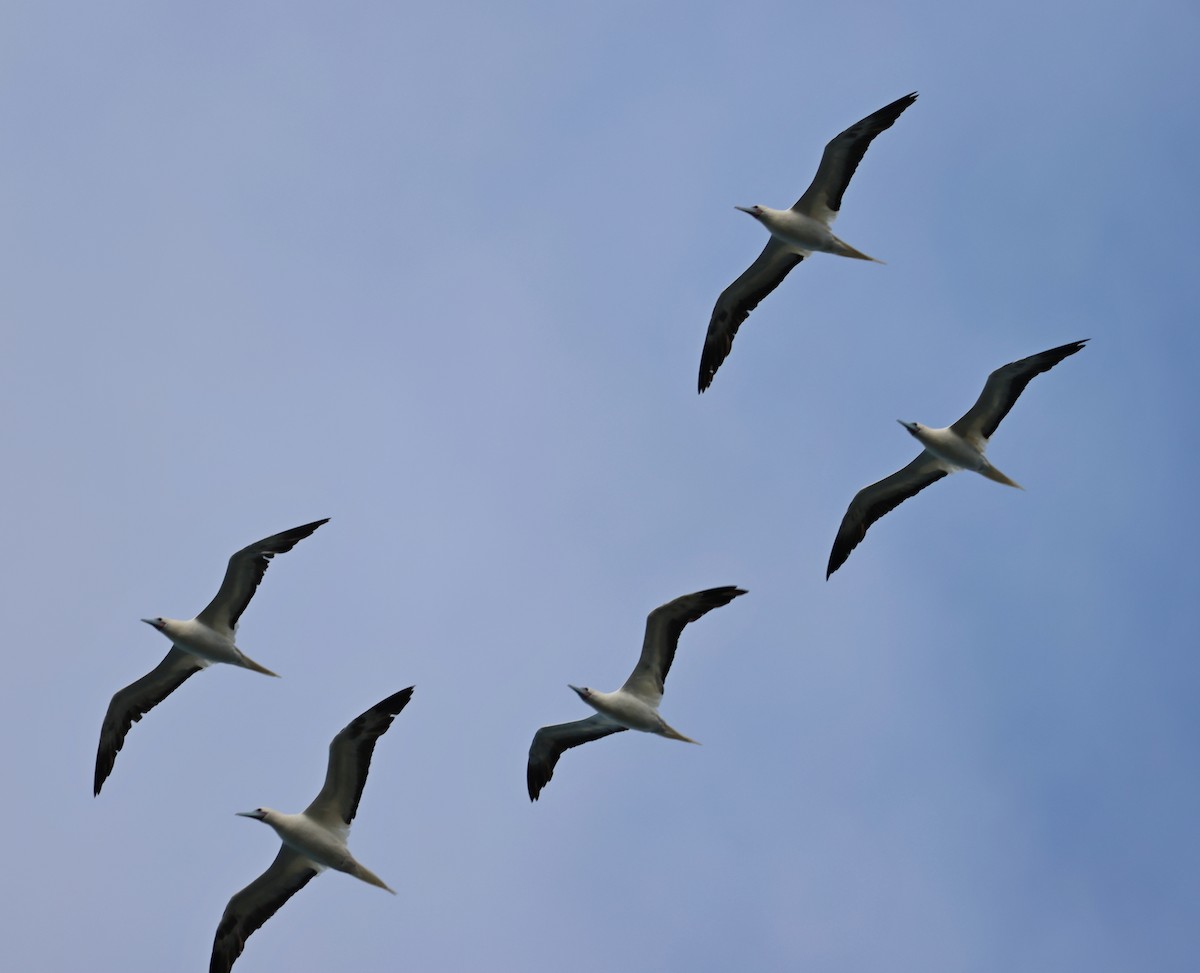 Red-footed Booby - ML624053661