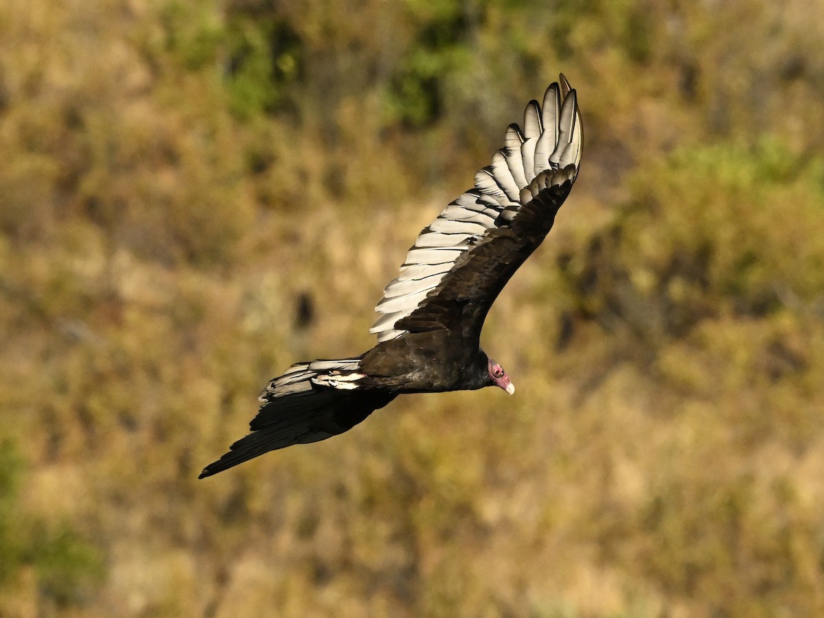 Turkey Vulture - ML624053674