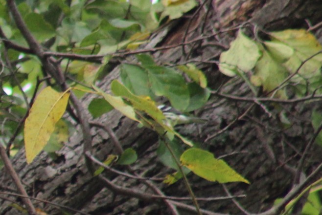 Black-throated Green Warbler - ML624053677