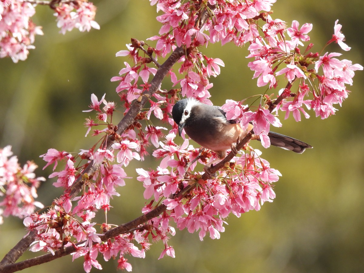 White-eared Sibia - ML624053696