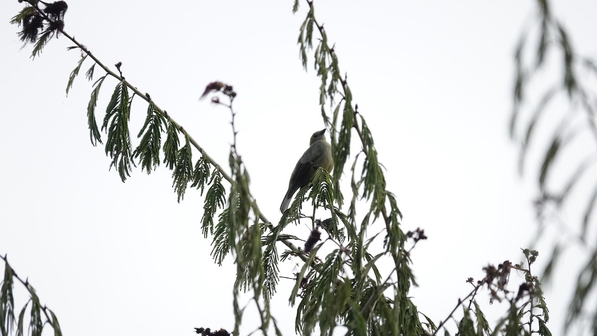 Palm Tanager - Pablo Galdames