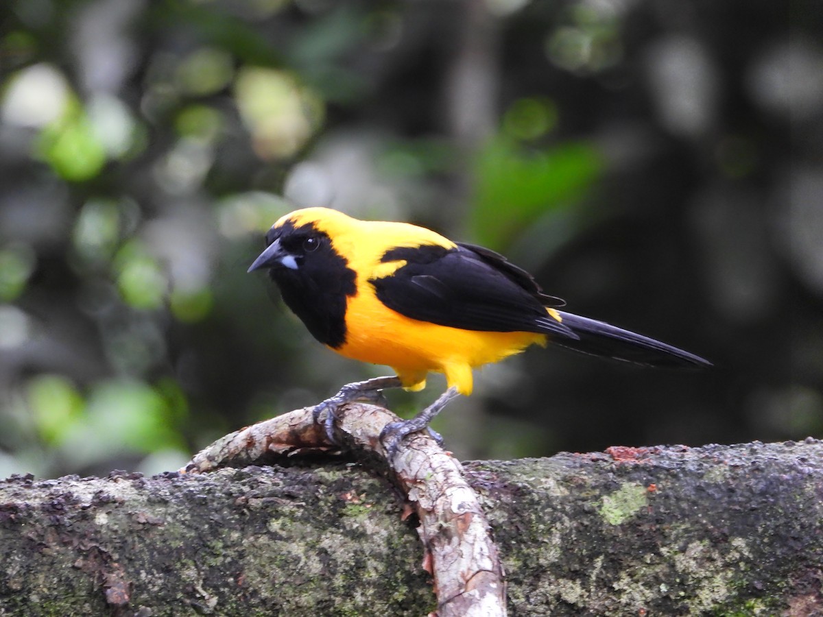 Yellow-backed Oriole - ML624053702