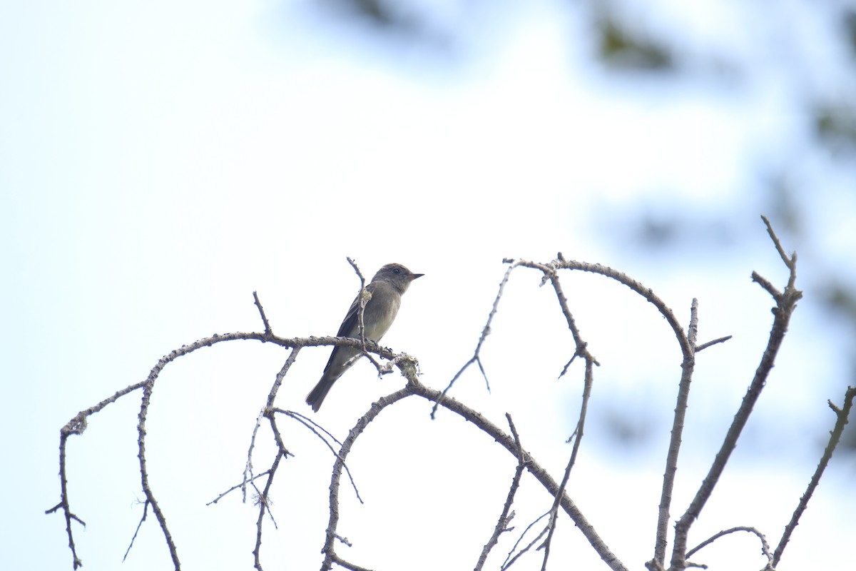 Willow Flycatcher - ML624053707