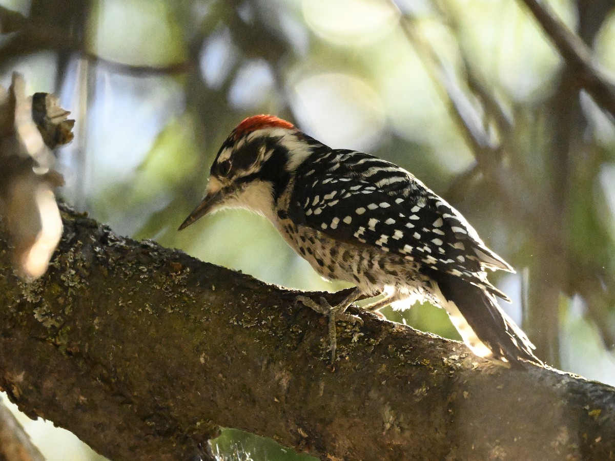 Nuttall's Woodpecker - ML624053744