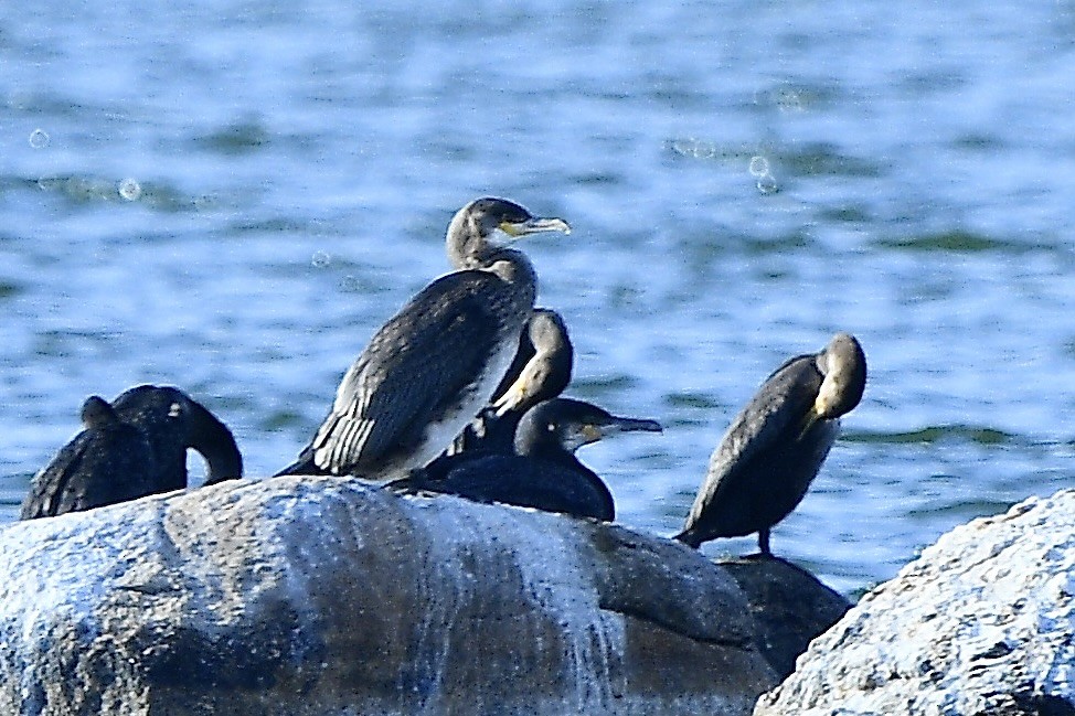 Cormorán Grande - ML624053747