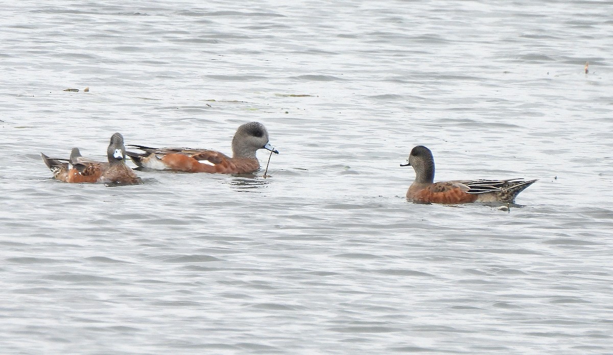 American Wigeon - ML624053749