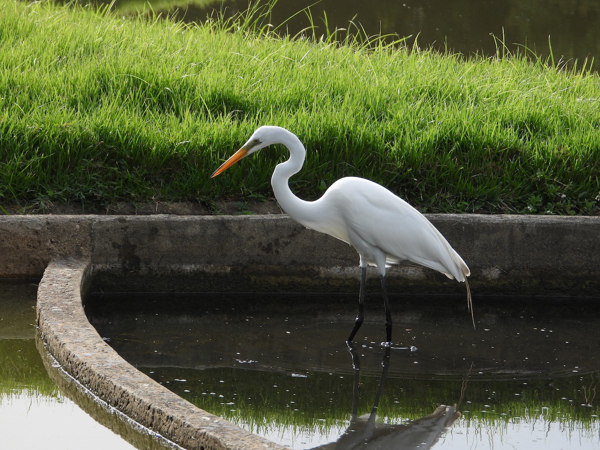 Great Egret - Ramon Mena