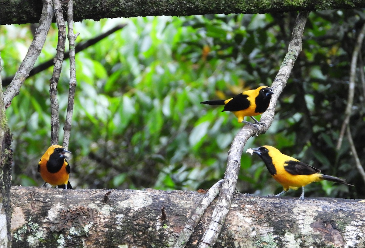 Yellow-backed Oriole - ML624053763