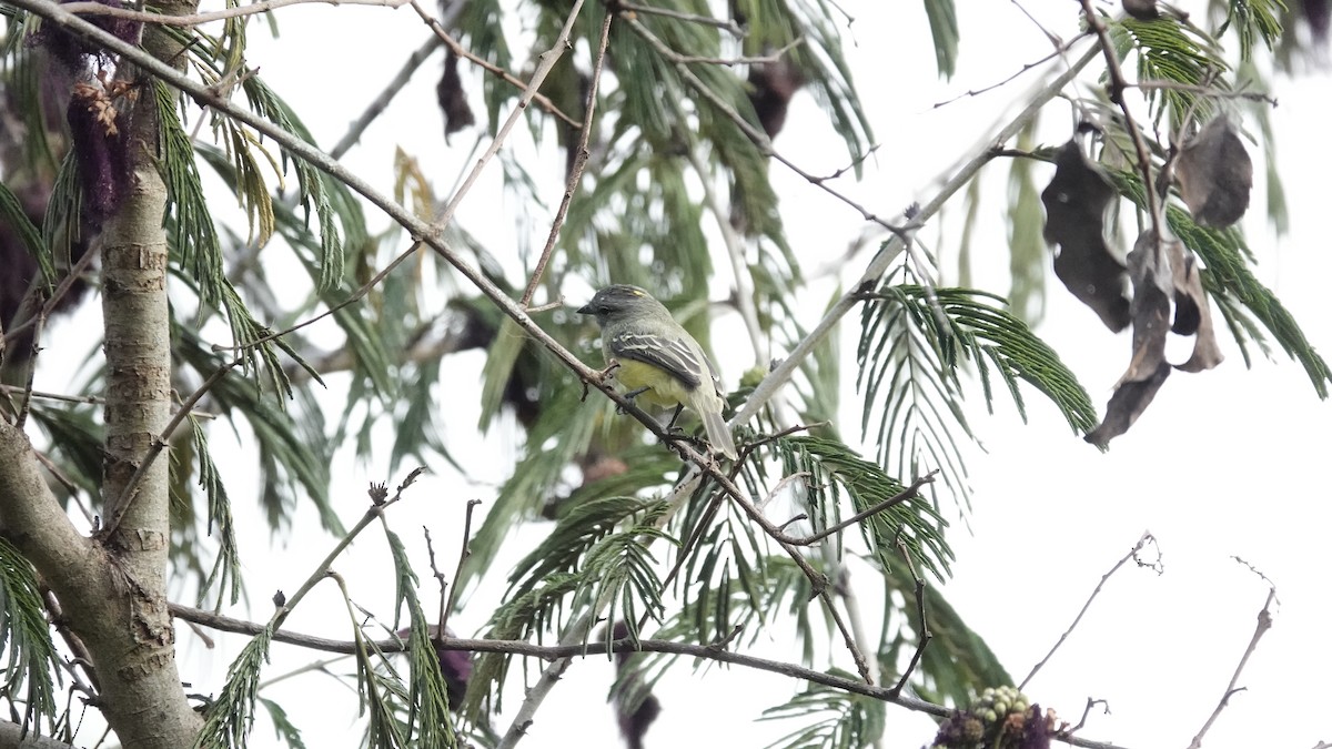 Yellow-olive Flatbill - Pablo Galdames