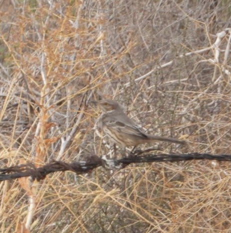 Sage Thrasher - ML624053774