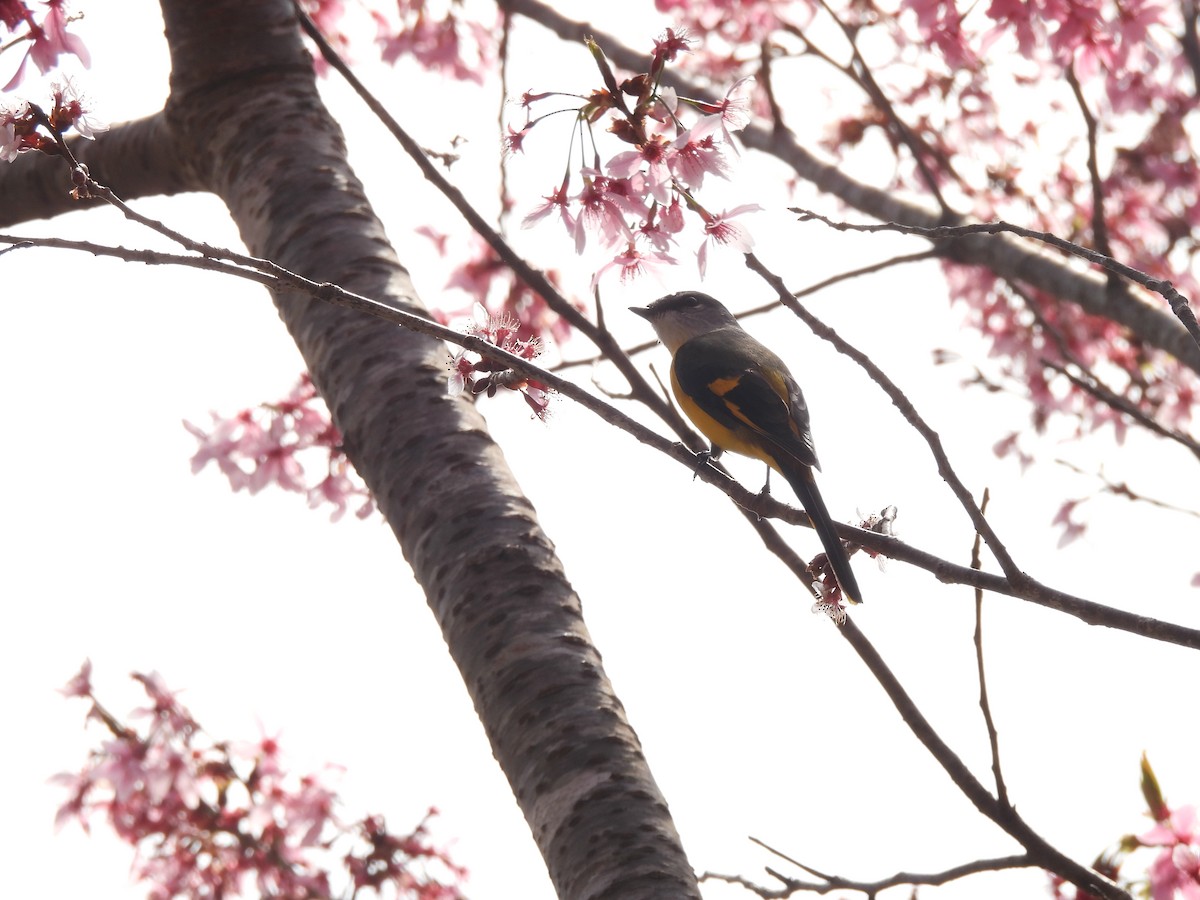 Gray-chinned Minivet - ML624053780