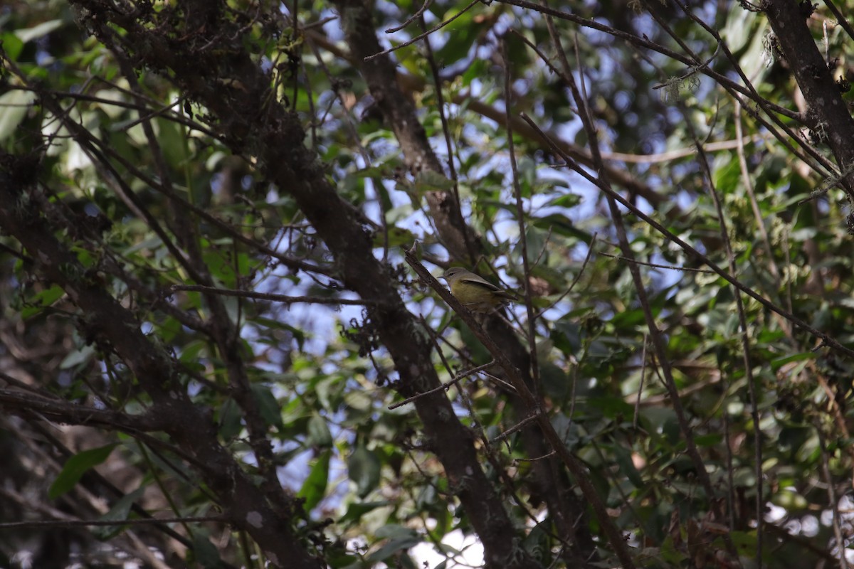 new world warbler sp. - ML624053781