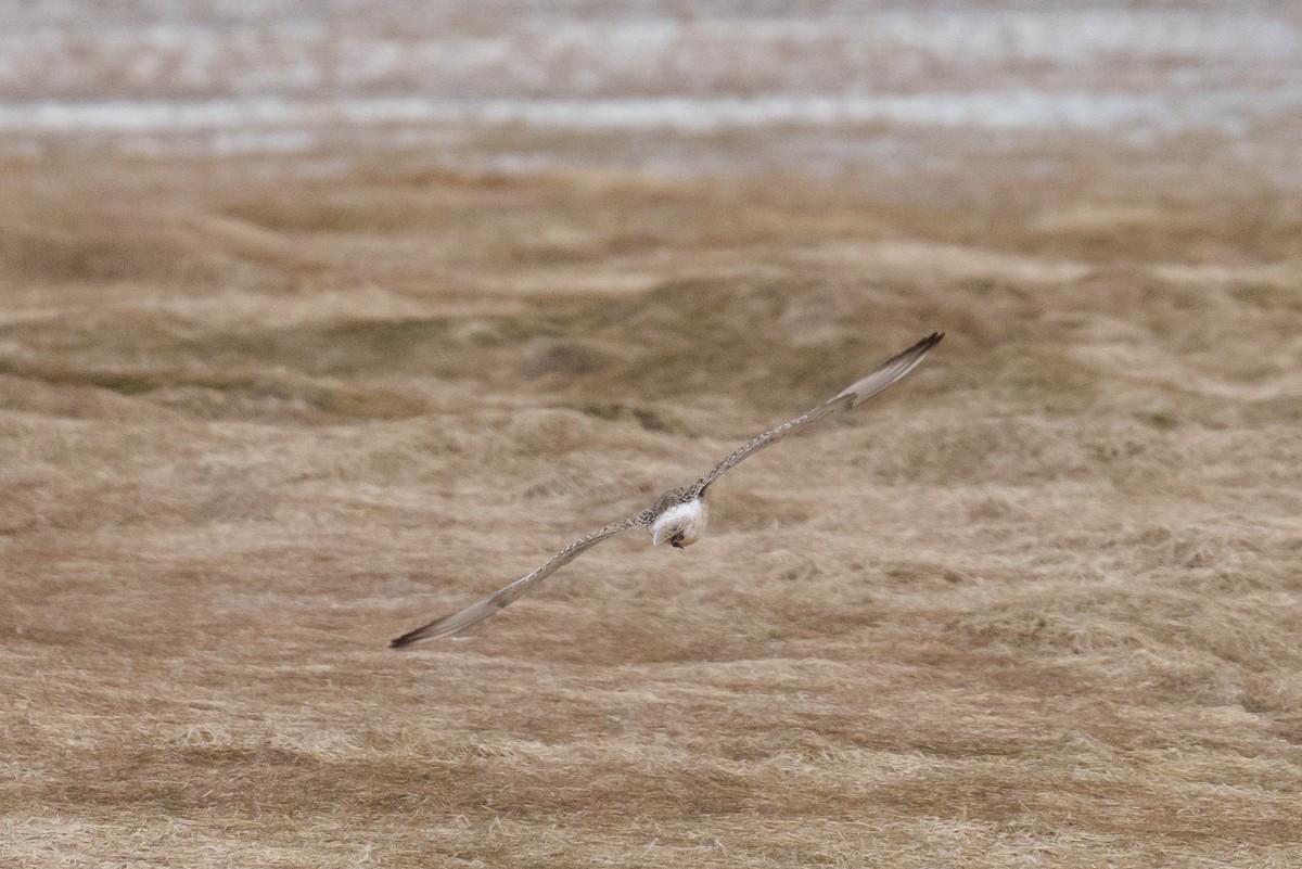 Black-bellied Plover - Linda Chittum