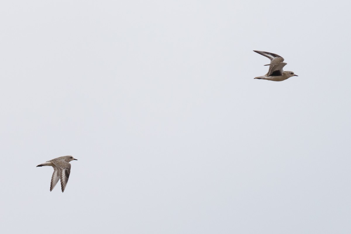 Black-bellied Plover - Linda Chittum