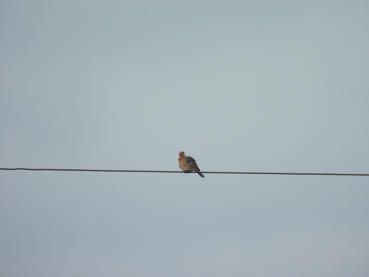 Laughing Dove - ML624053811