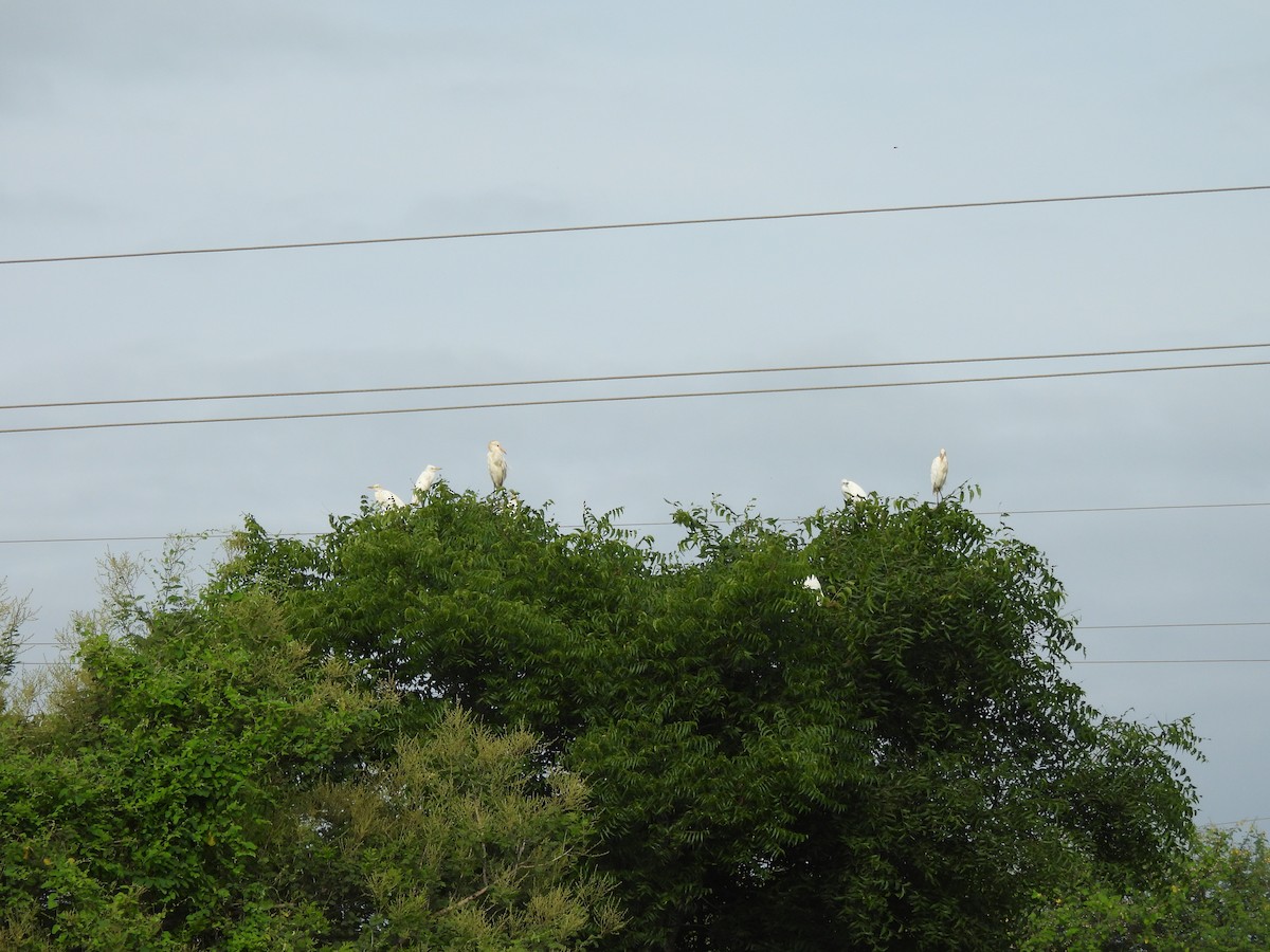 Eastern Cattle Egret - ML624053812