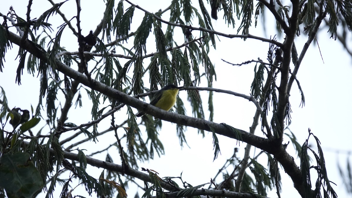 Common Tody-Flycatcher - ML624053814