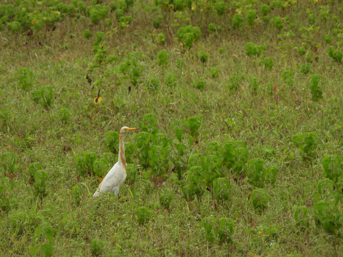 Eastern Cattle Egret - Shilpa Gadgil