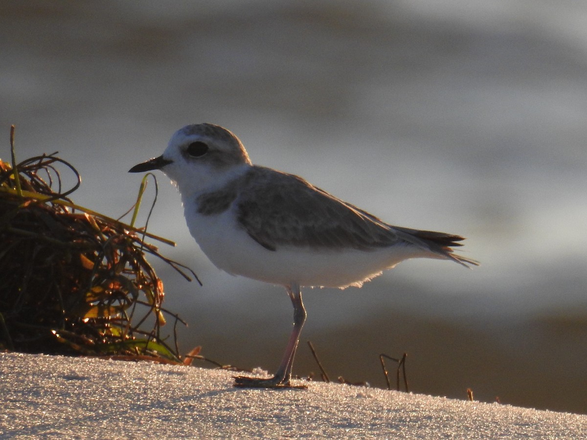 Snowy Plover - ML624053824