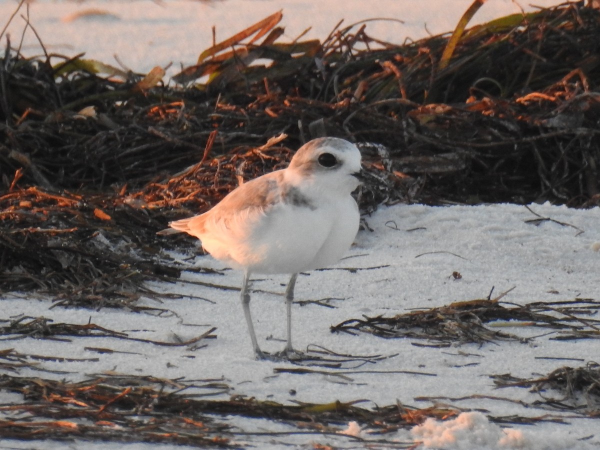 Snowy Plover - ML624053825