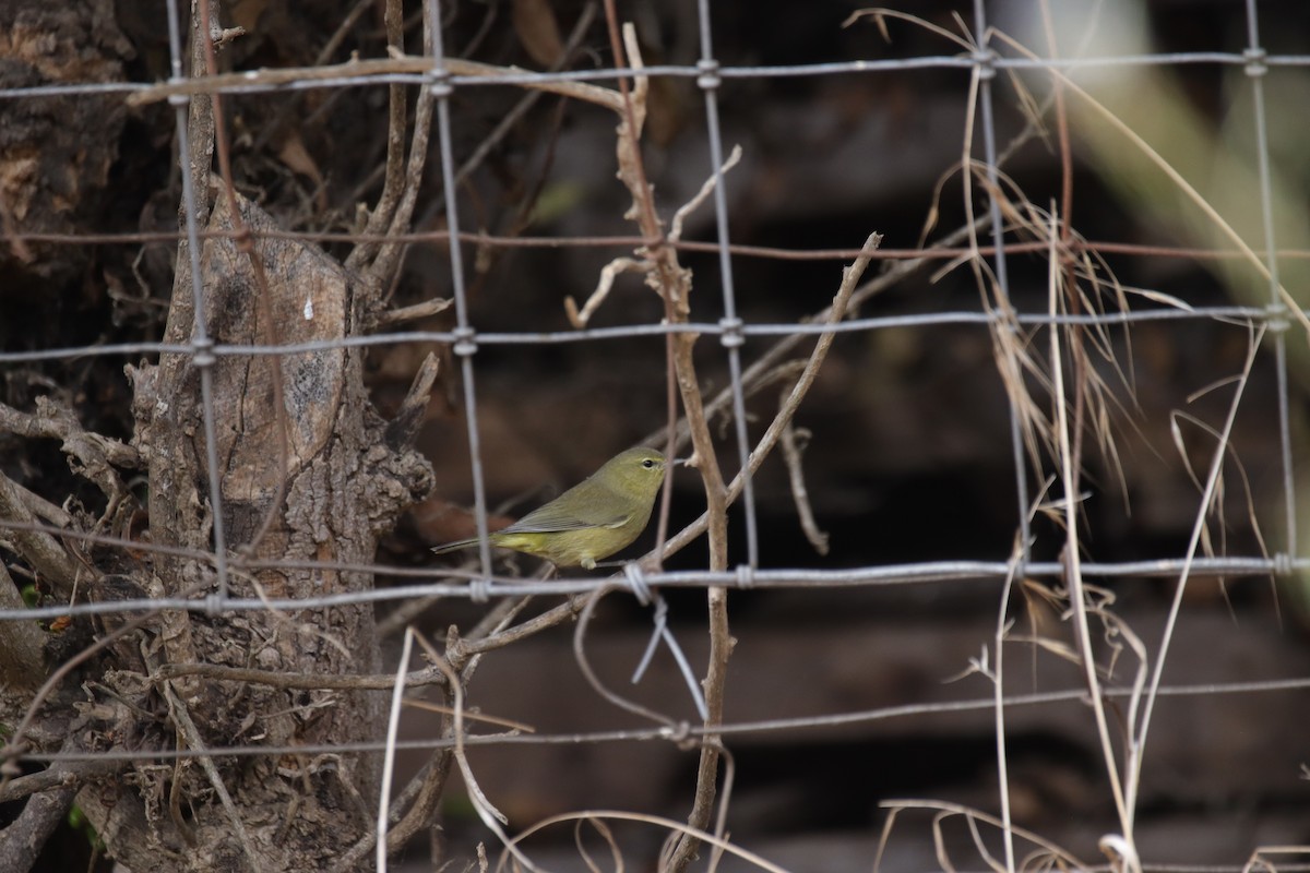 Orange-crowned Warbler - ML624053826