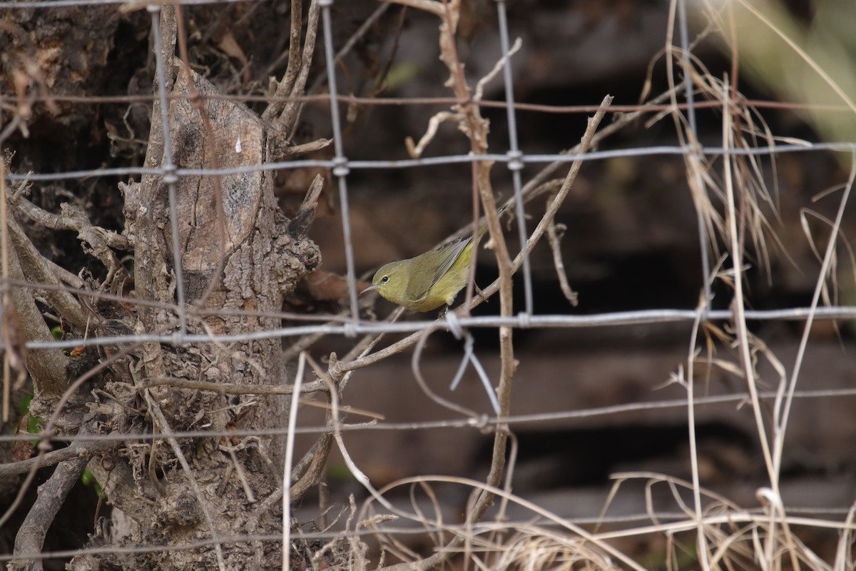 Orange-crowned Warbler - ML624053827