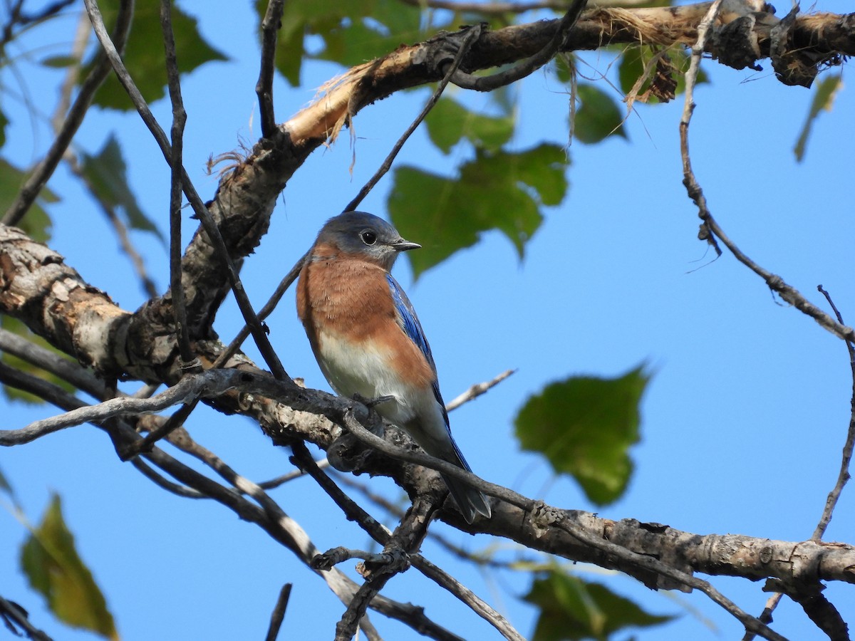 Eastern Bluebird - ML624053831