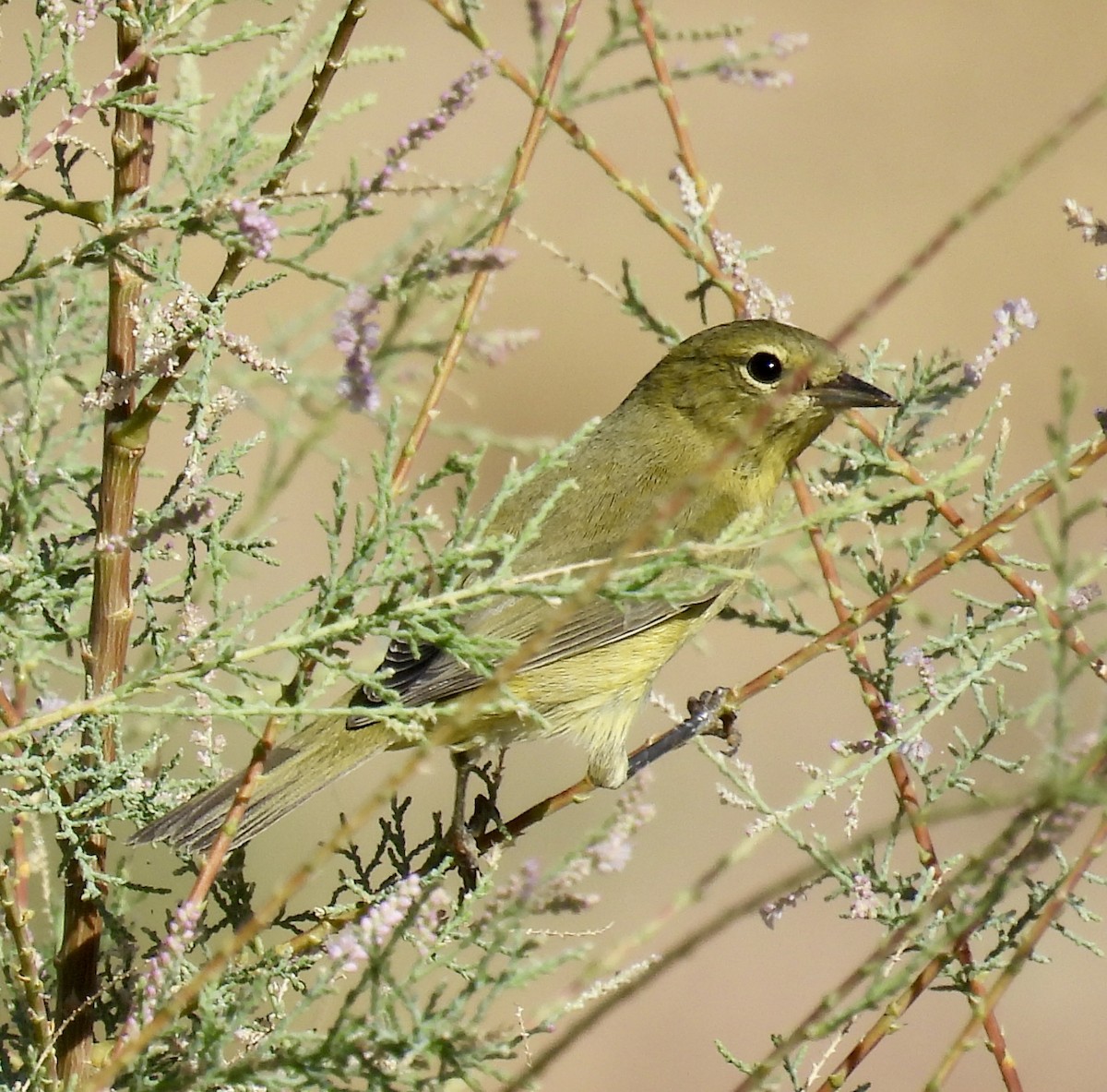 Orange-crowned Warbler - ML624053844