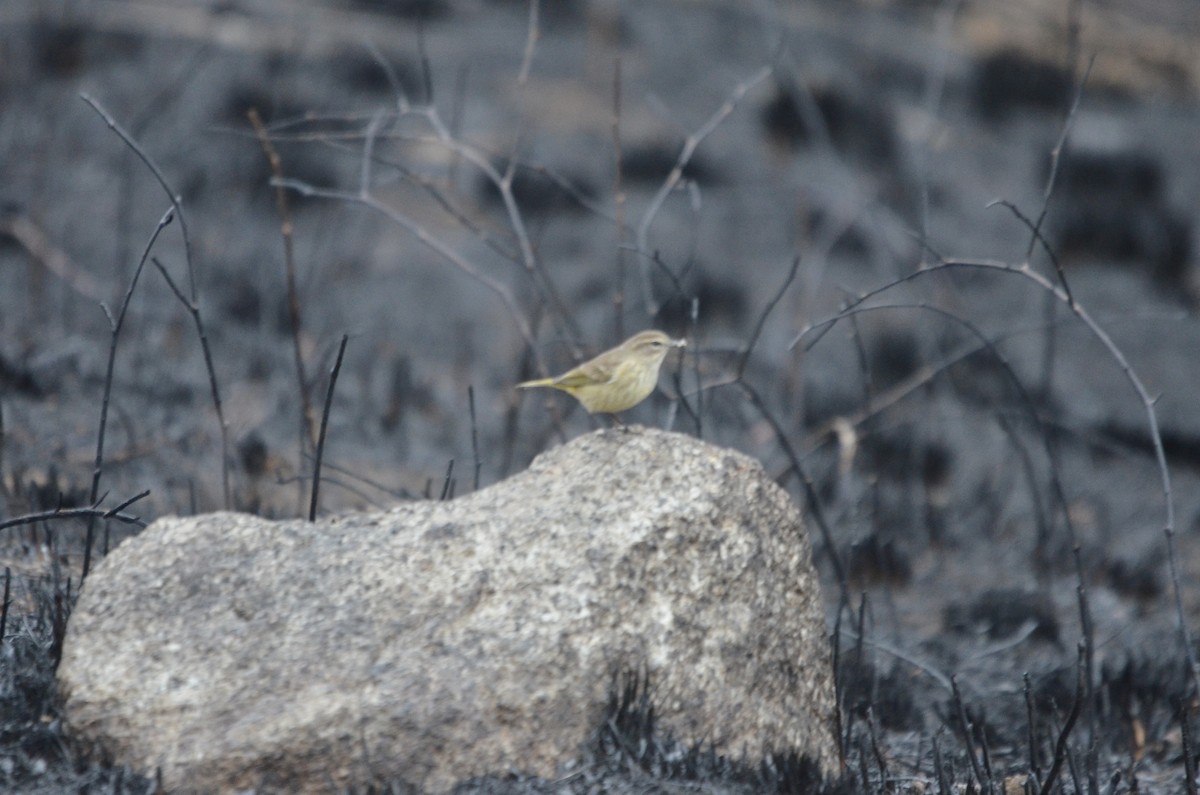 Palm Warbler - ML624053846