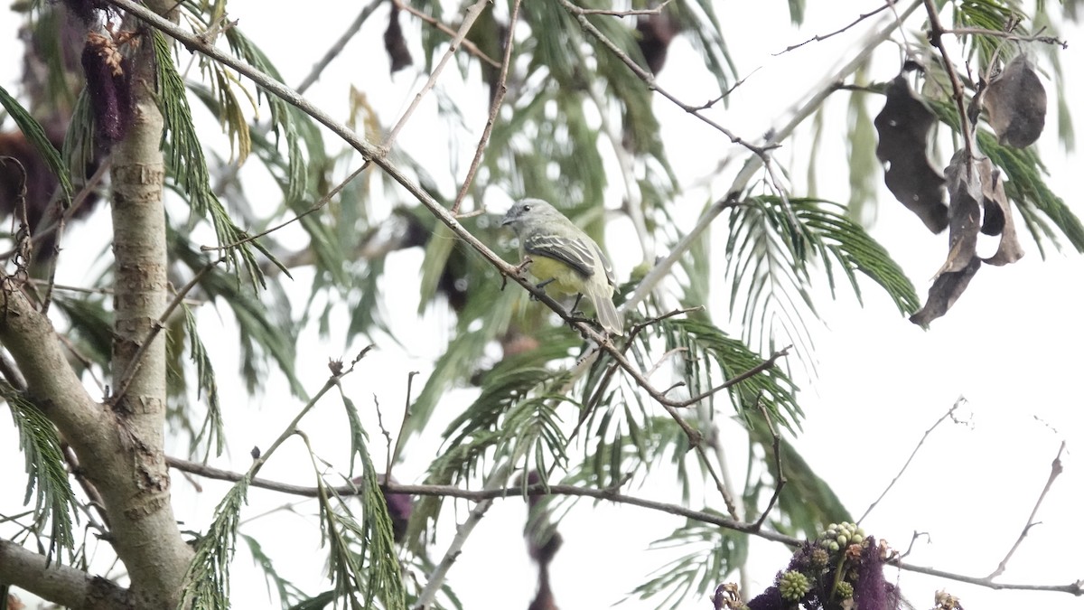 Yellow-olive Flatbill - ML624053847