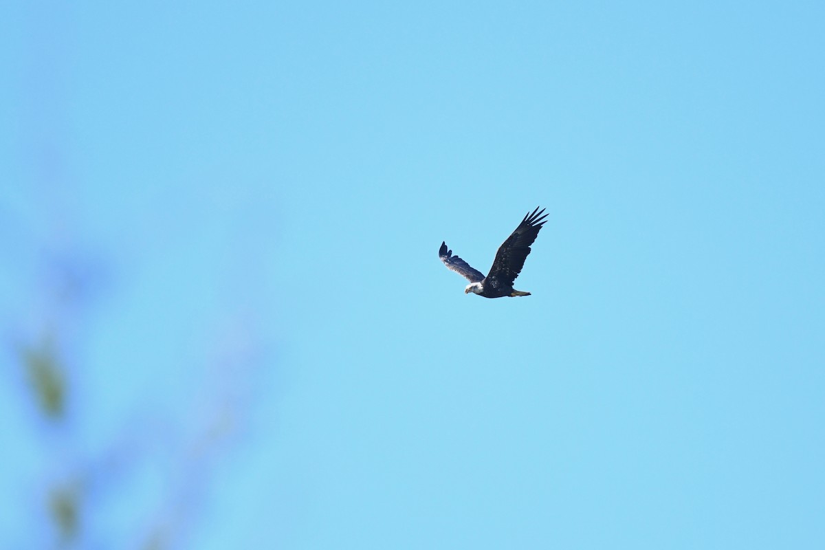 Bald Eagle - ML624053849