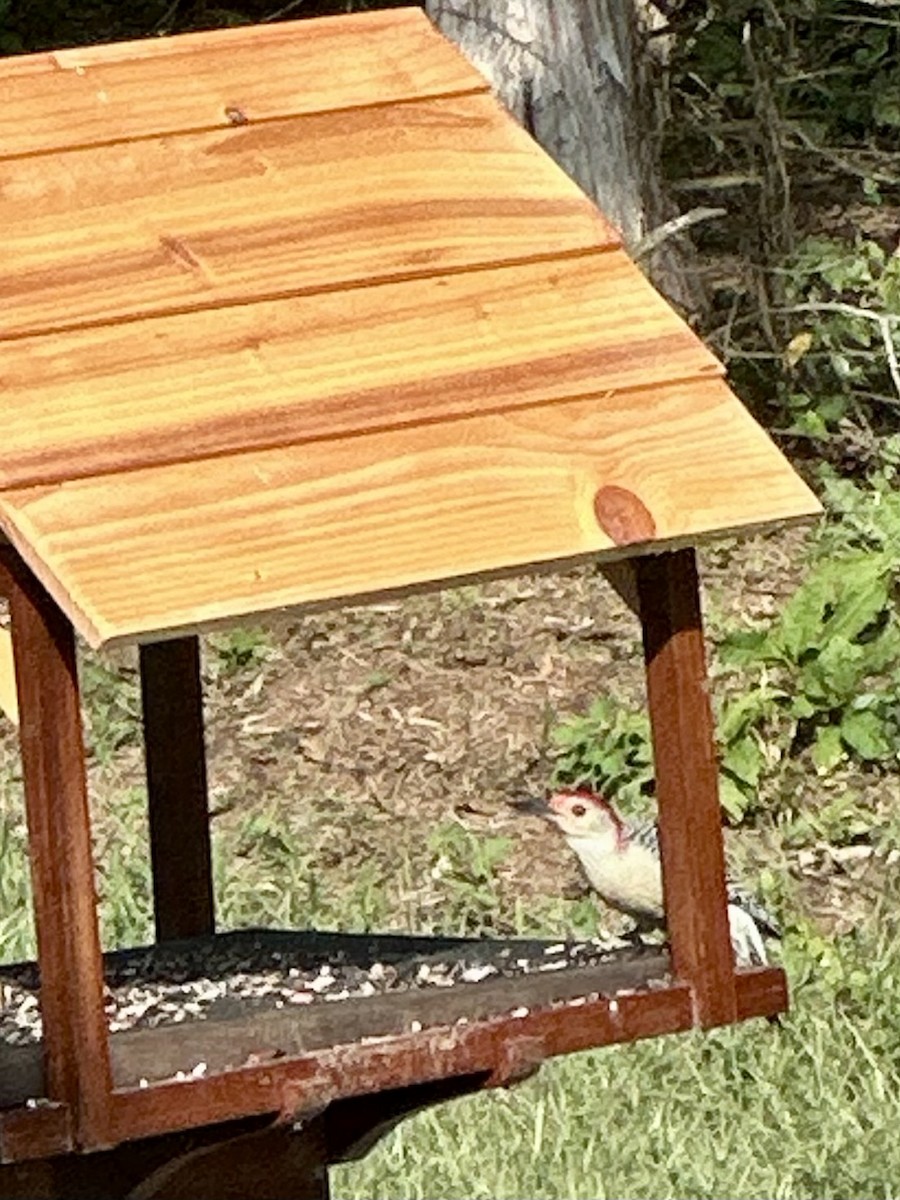 Red-bellied Woodpecker - ML624053850