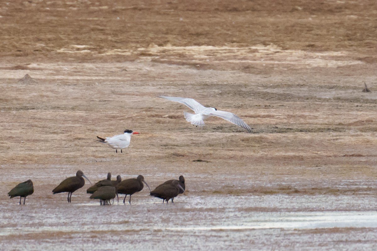 Caspian Tern - Linda Chittum