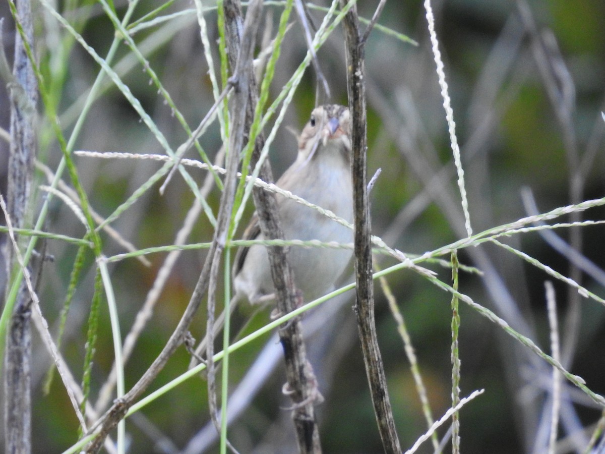 Clay-colored Sparrow - ML624053890