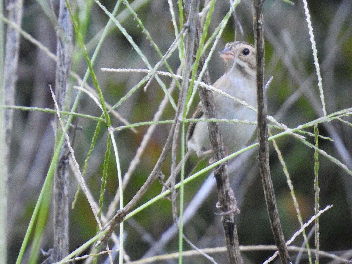 Clay-colored Sparrow - ML624053891