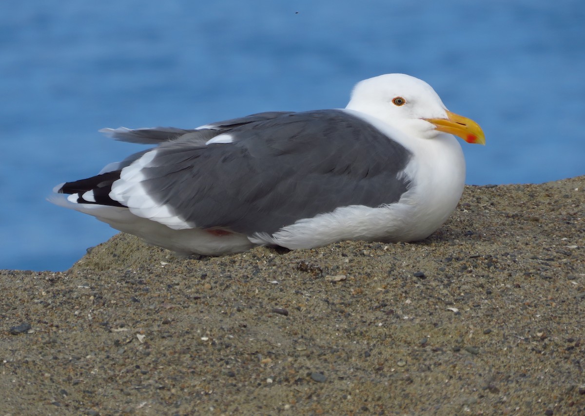 Western Gull - Denise Wight