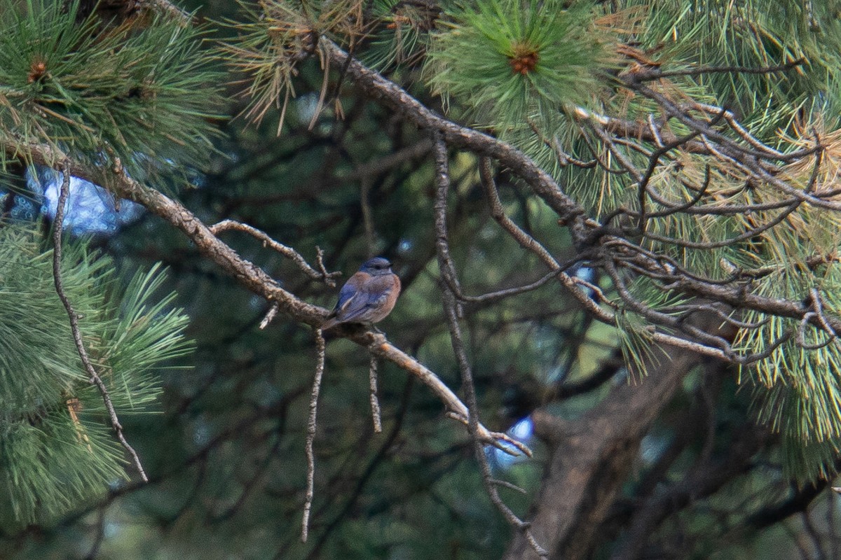 Western Bluebird - ML624053913