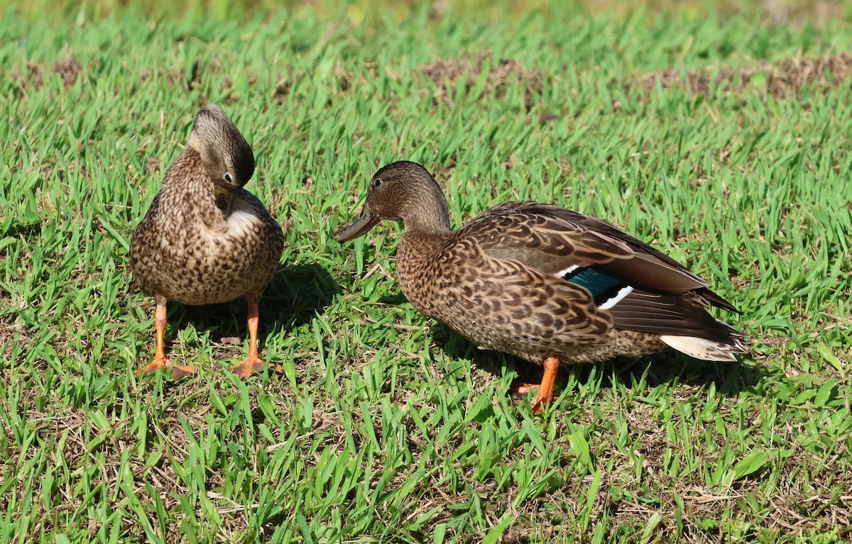 Canard des Hawaï - ML624053916