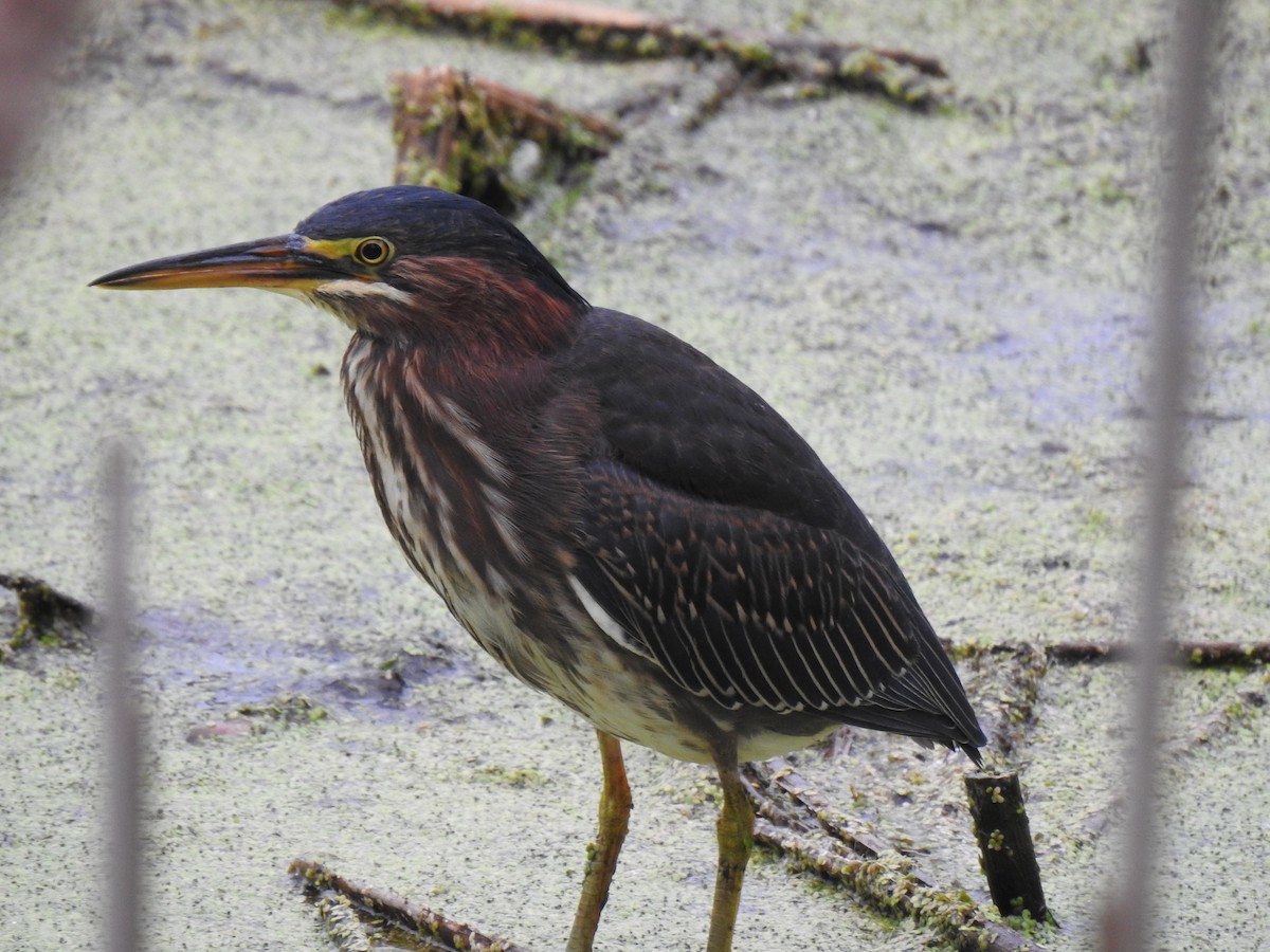 Green Heron - ML624053917