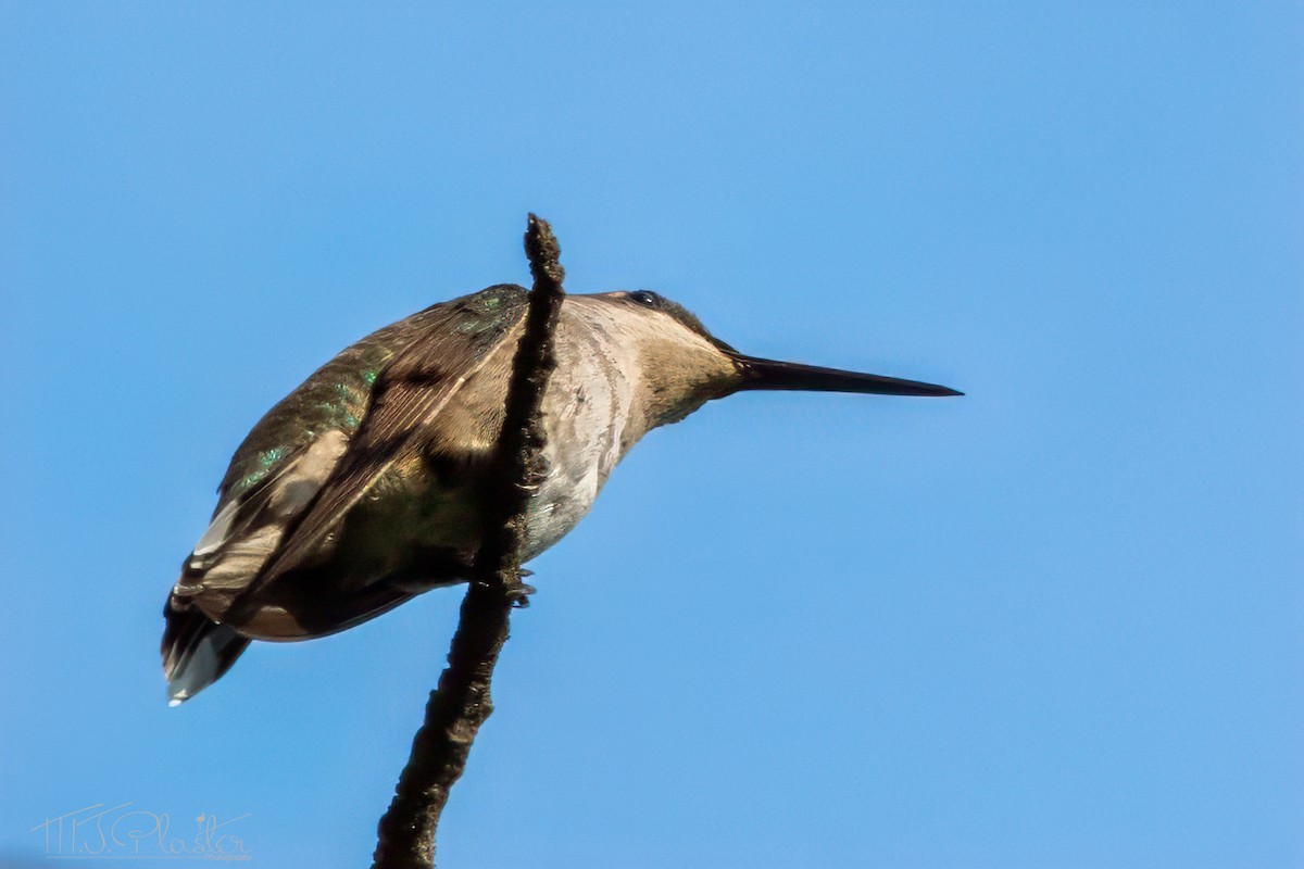 Ruby-throated Hummingbird - Michael Plaster