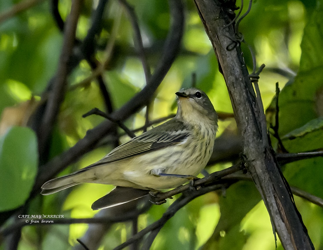 Cape May Warbler - ML624053920