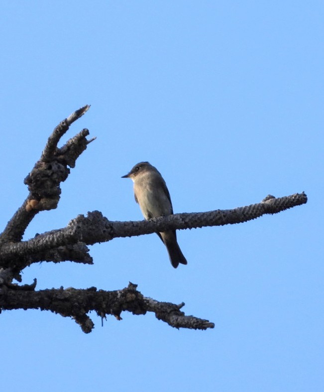 Western Wood-Pewee - ML624053926