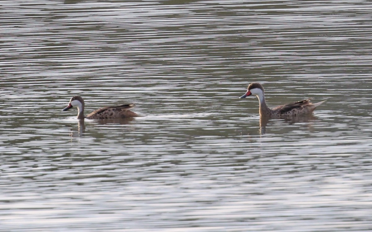 White-cheeked Pintail - ML624053953