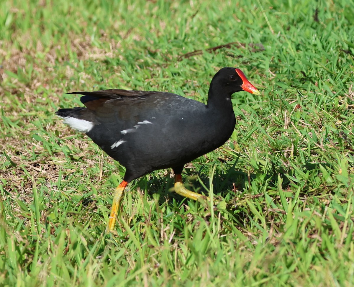 Amerikateichhuhn (sandvicensis) - ML624053960