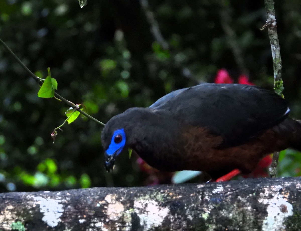 Sickle-winged Guan - ML624053963