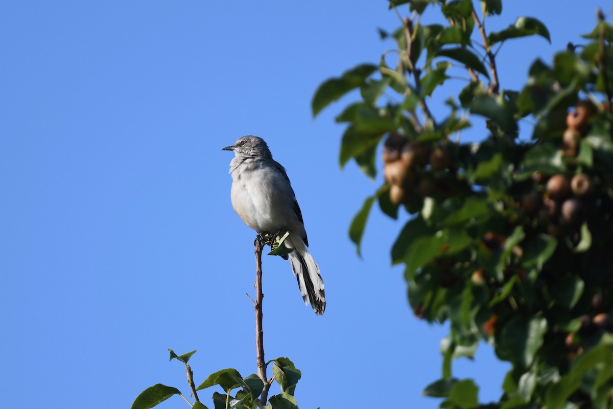 Northern Mockingbird - ML624053965