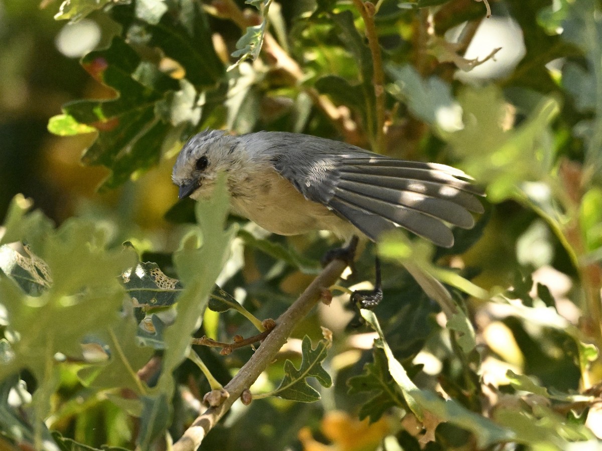 Bushtit - ML624053971